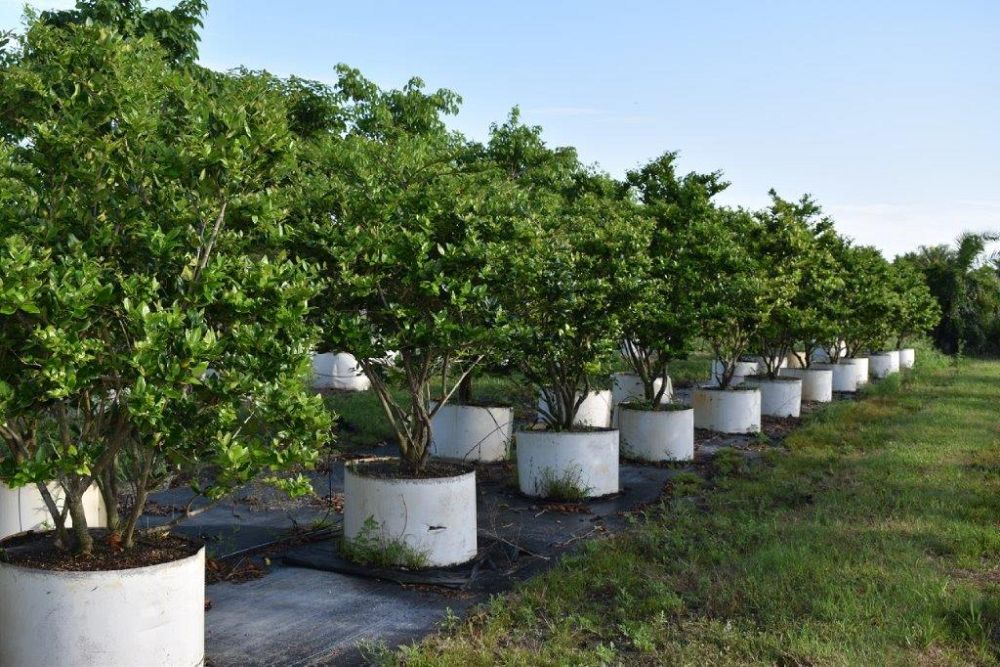 ligustrum-japonicum-japanese-privet-wax-leaf-ligustrum