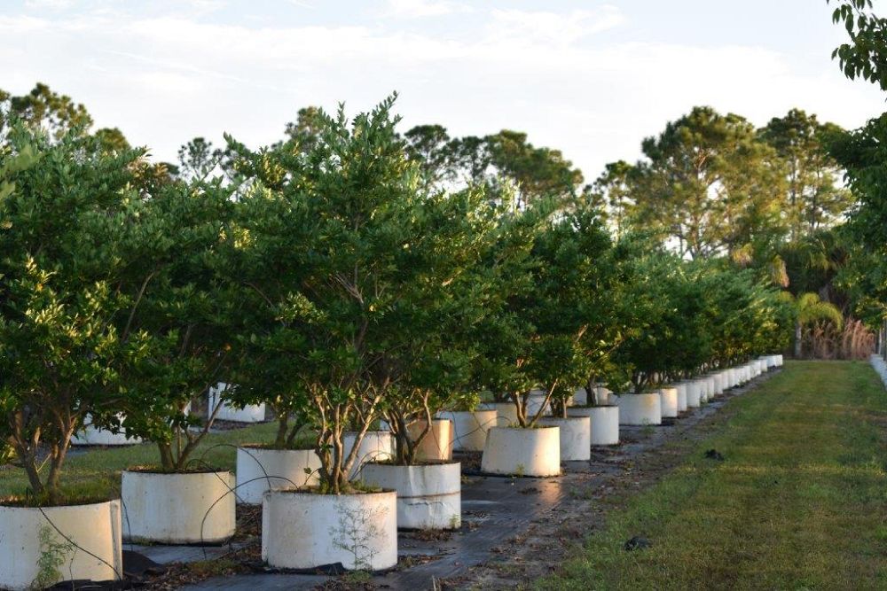 ligustrum-japonicum-japanese-privet-wax-leaf-ligustrum