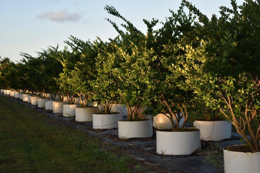 ligustrum-japonicum-japanese-privet-wax-leaf-ligustrum