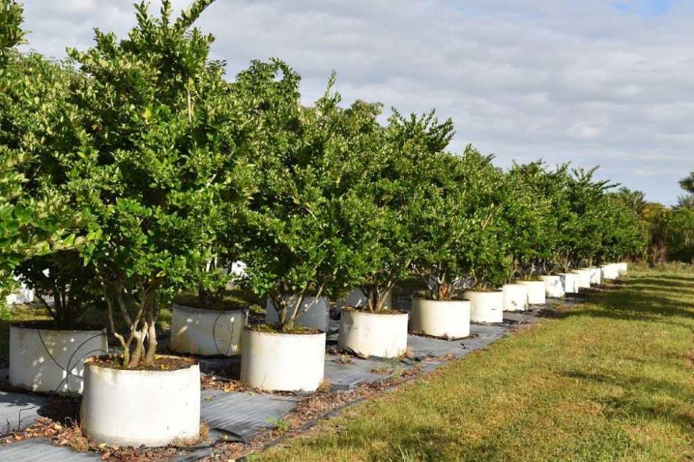 ligustrum-japonicum-japanese-privet-wax-leaf-ligustrum