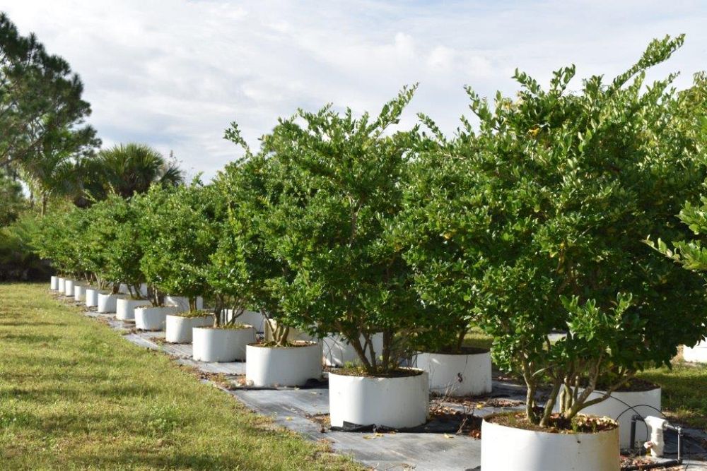 ligustrum-japonicum-japanese-privet-wax-leaf-ligustrum