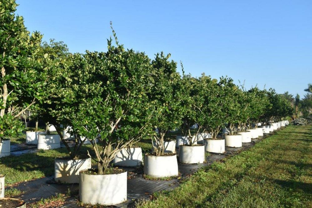 ligustrum-japonicum-japanese-privet-wax-leaf-ligustrum