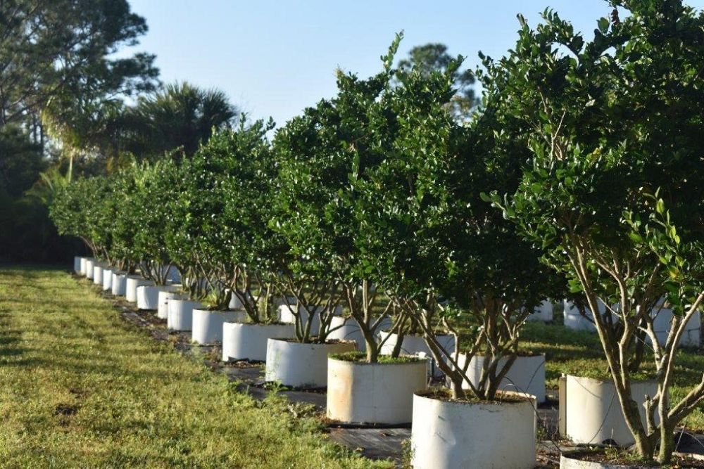 ligustrum-japonicum-japanese-privet-wax-leaf-ligustrum