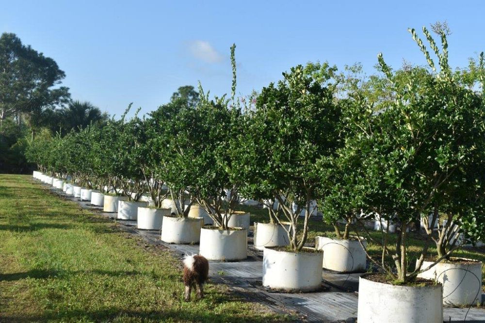 ligustrum-japonicum-japanese-privet-wax-leaf-ligustrum