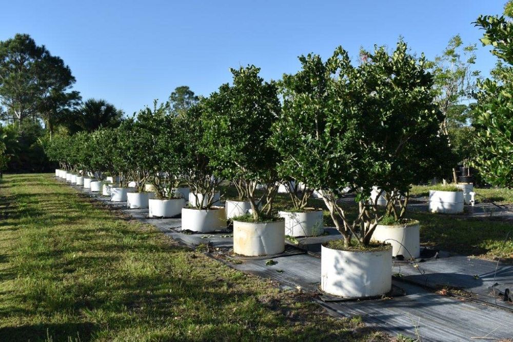 ligustrum-japonicum-japanese-privet-wax-leaf-ligustrum