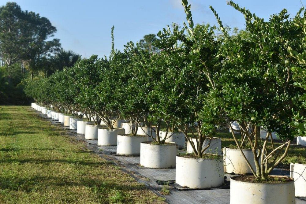 ligustrum-japonicum-japanese-privet-wax-leaf-ligustrum