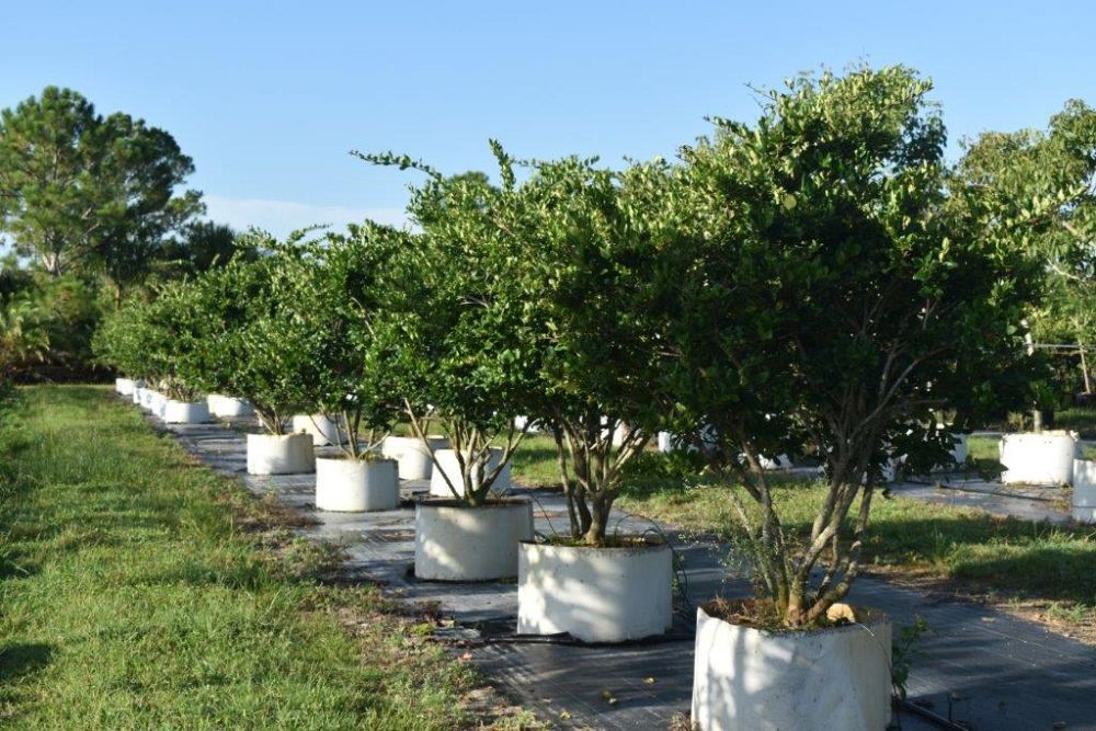 ligustrum-japonicum-japanese-privet-wax-leaf-ligustrum