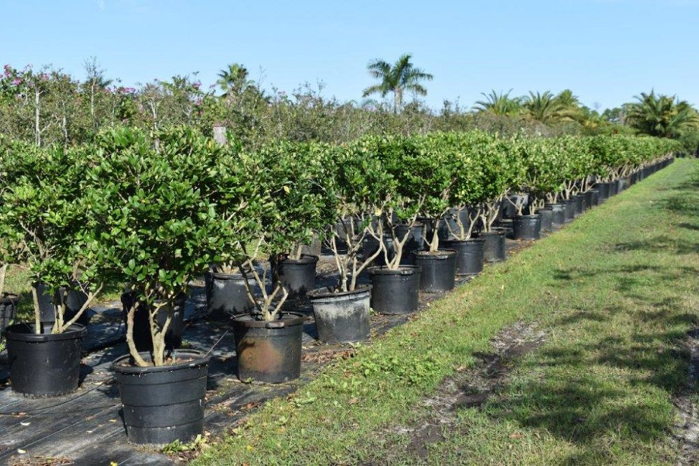 ligustrum-japonicum-japanese-privet-wax-leaf-ligustrum