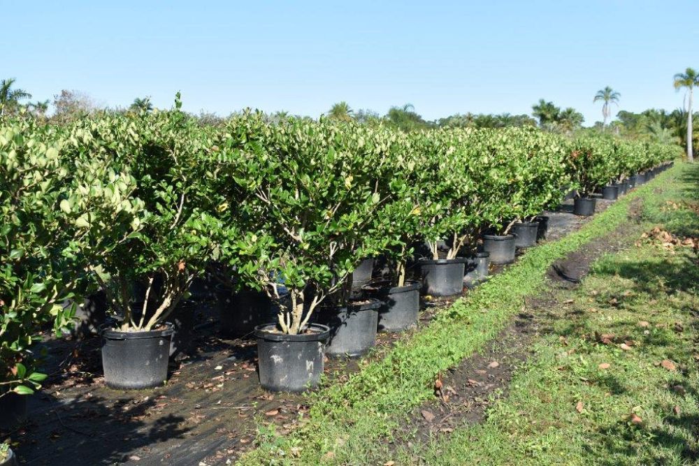 ligustrum-japonicum-japanese-privet-wax-leaf-ligustrum