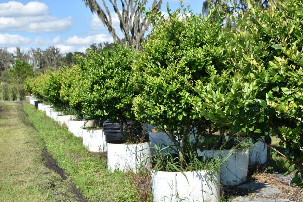 ligustrum-japonicum-japanese-privet-wax-leaf-ligustrum