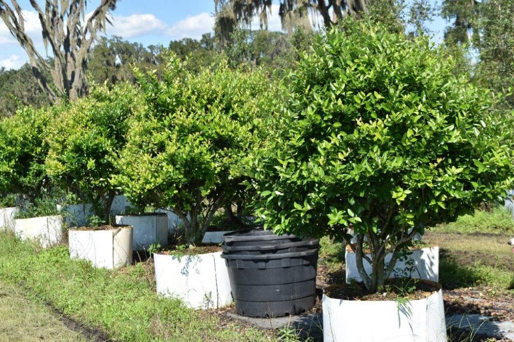 ligustrum-japonicum-japanese-privet-wax-leaf-ligustrum