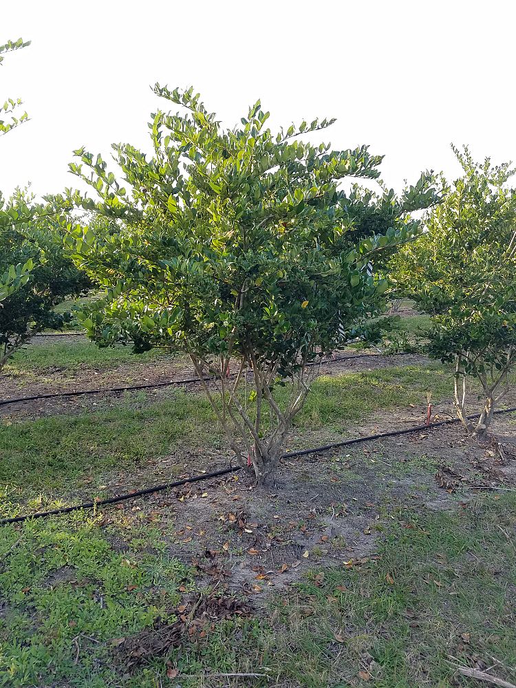 ligustrum-japonicum-japanese-privet-wax-leaf-ligustrum