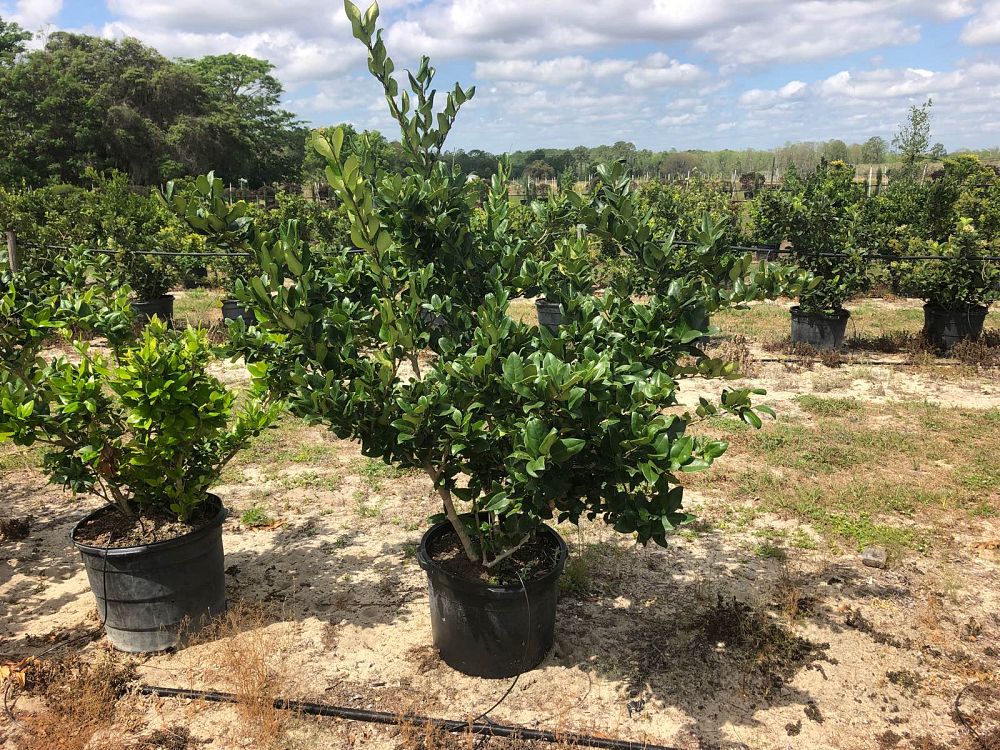 ligustrum-japonicum-japanese-privet-wax-leaf-ligustrum