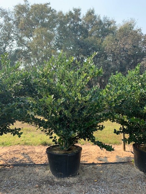 ligustrum-japonicum-japanese-privet-wax-leaf-ligustrum