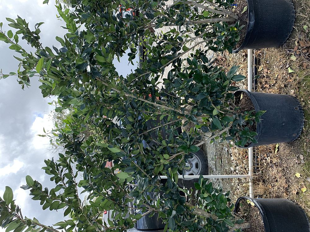 ligustrum-japonicum-japanese-privet-wax-leaf-ligustrum