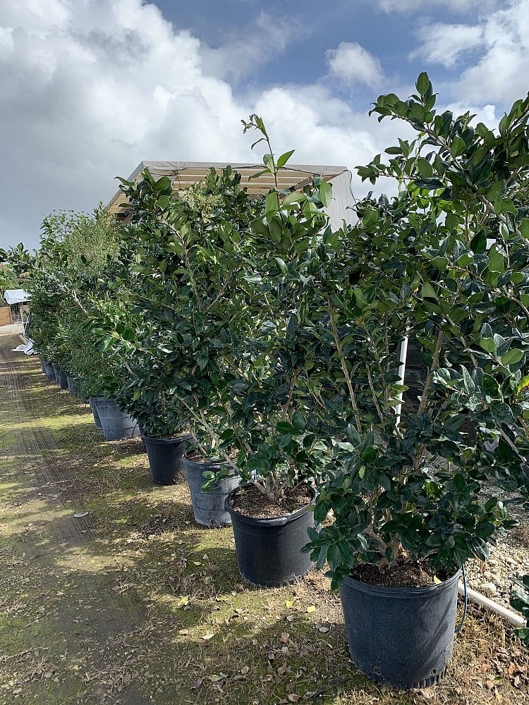ligustrum-japonicum-japanese-privet-wax-leaf-ligustrum
