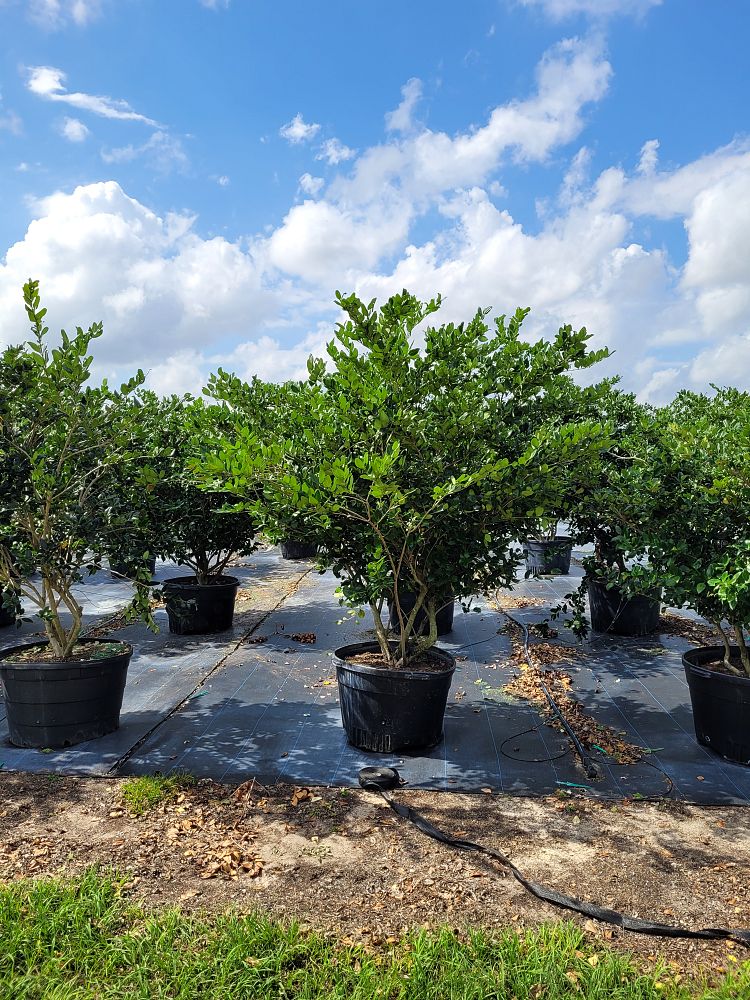 ligustrum-japonicum-japanese-privet-wax-leaf-ligustrum