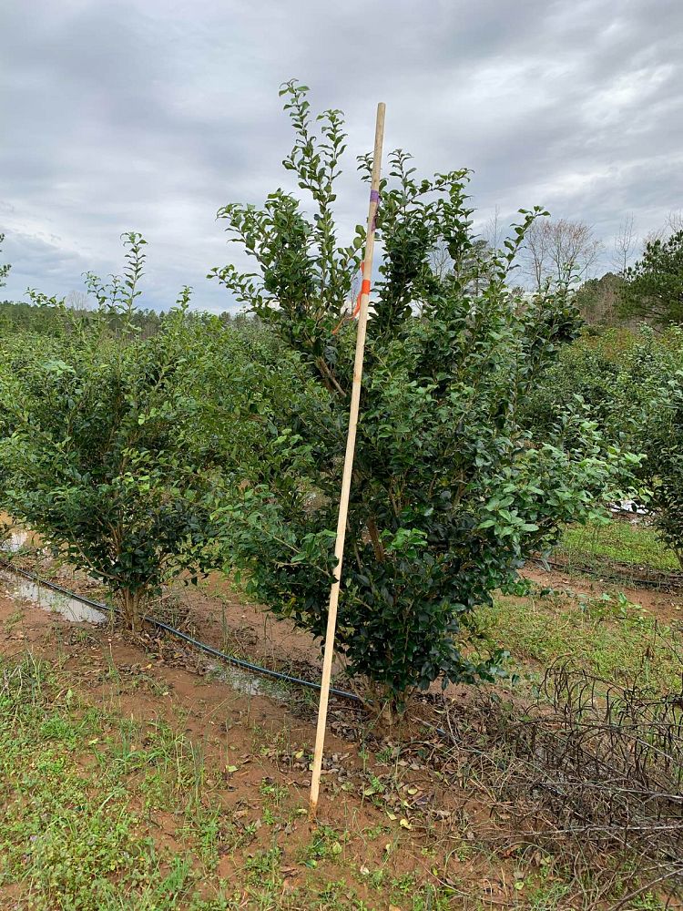 ligustrum-japonicum-japanese-privet-wax-leaf-ligustrum