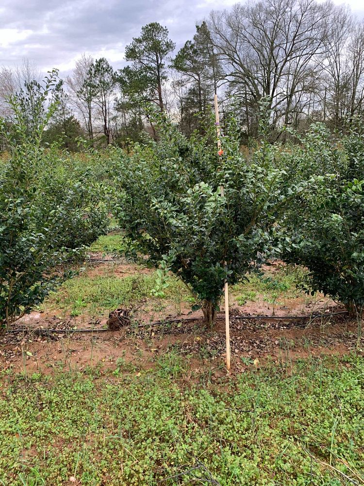 ligustrum-japonicum-japanese-privet-wax-leaf-ligustrum