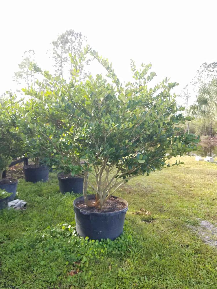 ligustrum-japonicum-japanese-privet-wax-leaf-ligustrum
