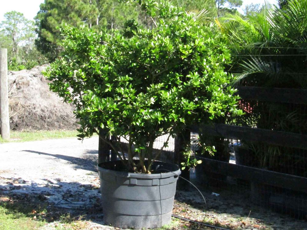 ligustrum-japonicum-japanese-privet-wax-leaf-ligustrum