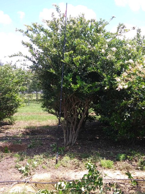 ligustrum-japonicum-japanese-privet-wax-leaf-ligustrum