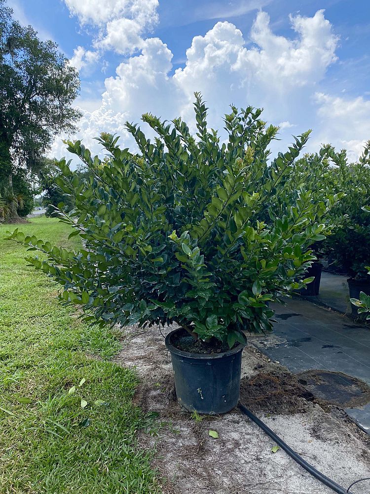 ligustrum-japonicum-japanese-privet-wax-leaf-ligustrum