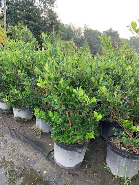 ligustrum-japonicum-japanese-privet-wax-leaf-ligustrum