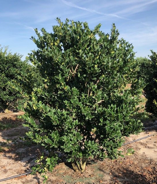 ligustrum-japonicum-japanese-privet-wax-leaf-ligustrum