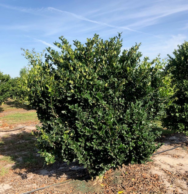 ligustrum-japonicum-japanese-privet-wax-leaf-ligustrum