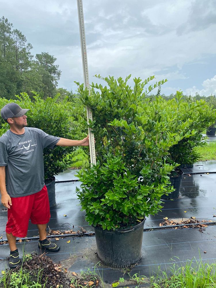 ligustrum-japonicum-japanese-privet-wax-leaf-ligustrum