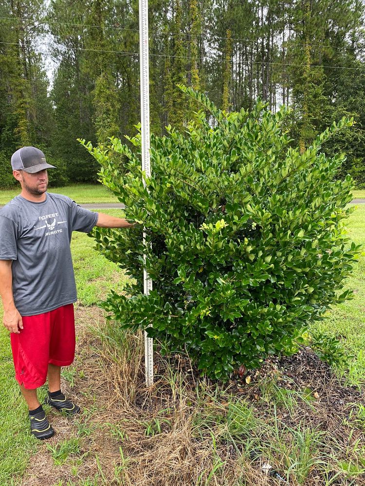 ligustrum-japonicum-japanese-privet-wax-leaf-ligustrum