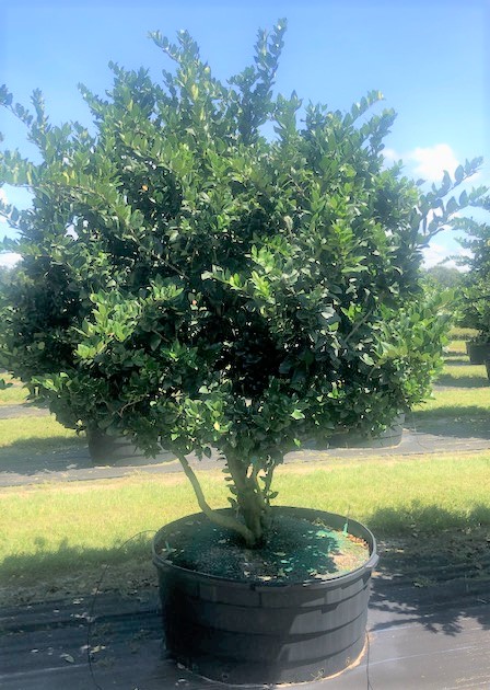 ligustrum-japonicum-japanese-privet-wax-leaf-ligustrum