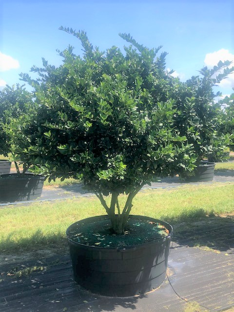 ligustrum-japonicum-japanese-privet-wax-leaf-ligustrum