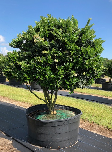 ligustrum-japonicum-japanese-privet-wax-leaf-ligustrum