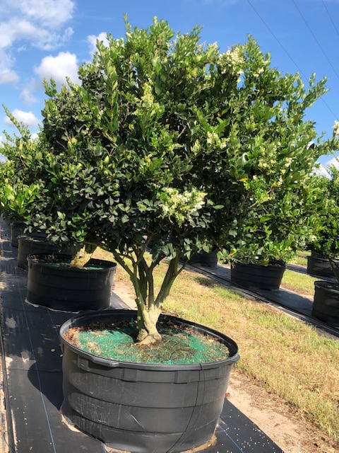 ligustrum-japonicum-japanese-privet-wax-leaf-ligustrum