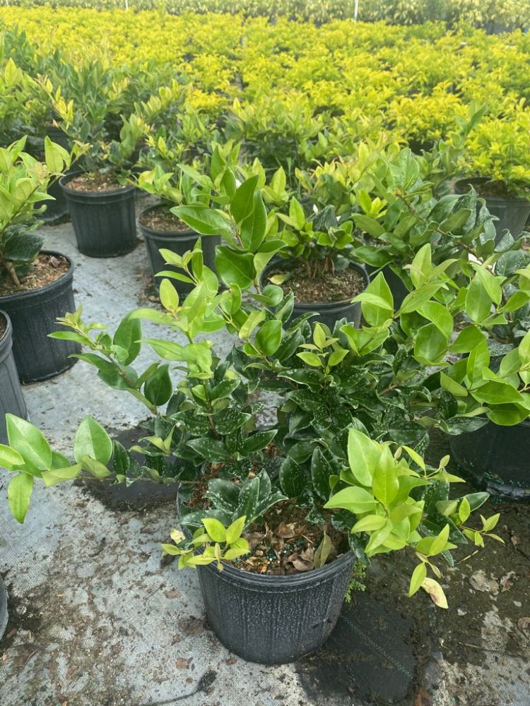 ligustrum-japonicum-japanese-privet-wax-leaf-ligustrum