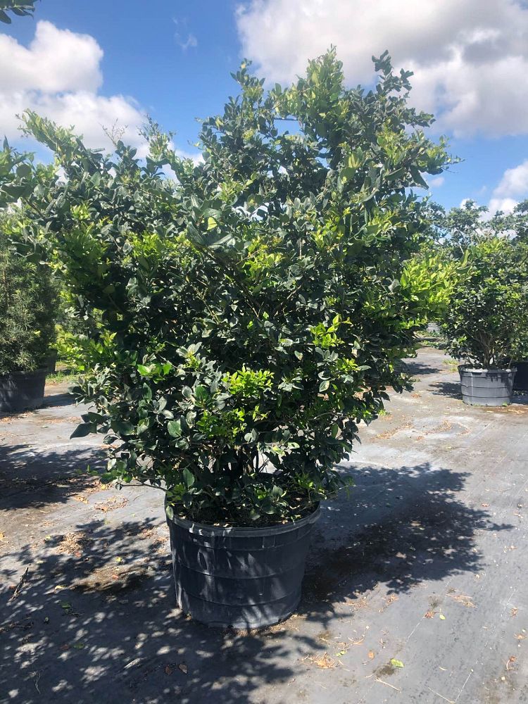 ligustrum-japonicum-japanese-privet-wax-leaf-ligustrum