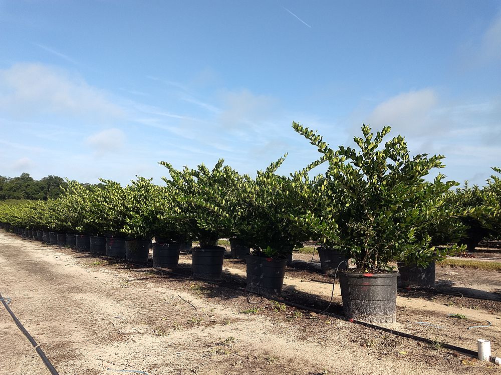 ligustrum-japonicum-japanese-privet-wax-leaf-ligustrum