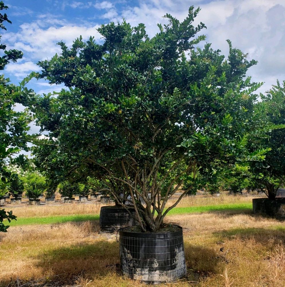 ligustrum-japonicum-japanese-privet-wax-leaf-ligustrum