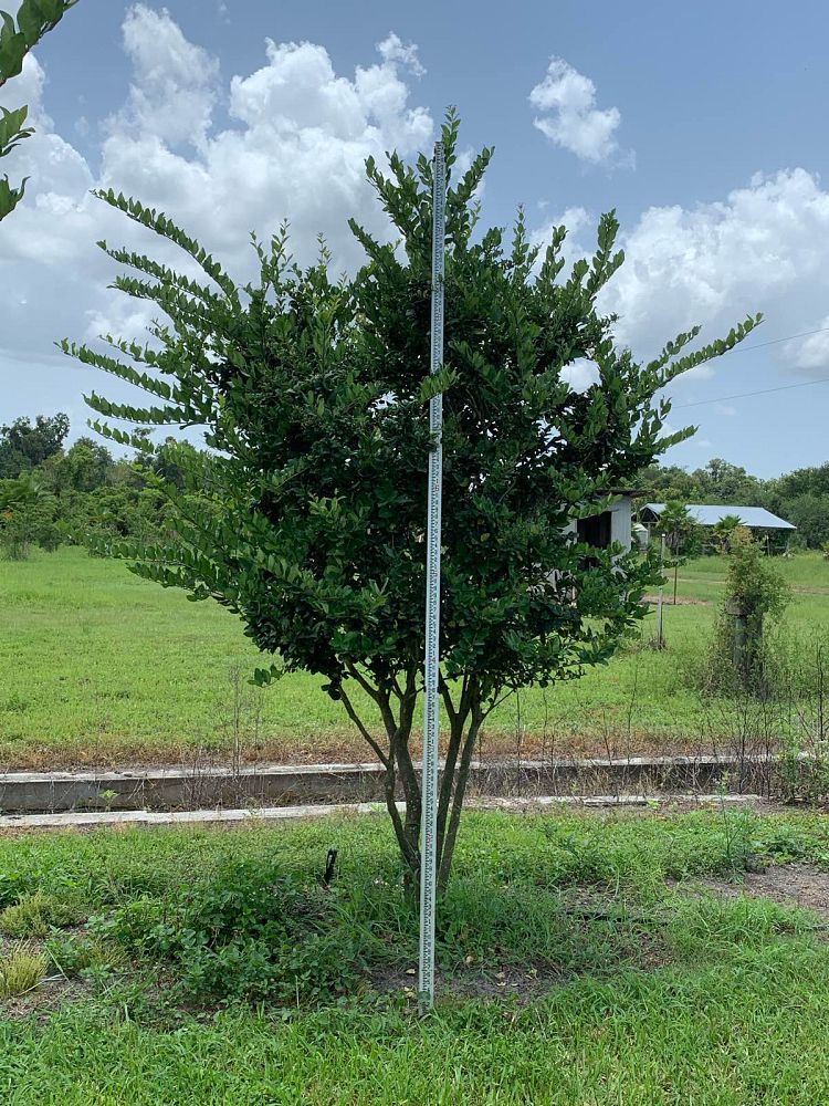 ligustrum-japonicum-japanese-privet-wax-leaf-ligustrum