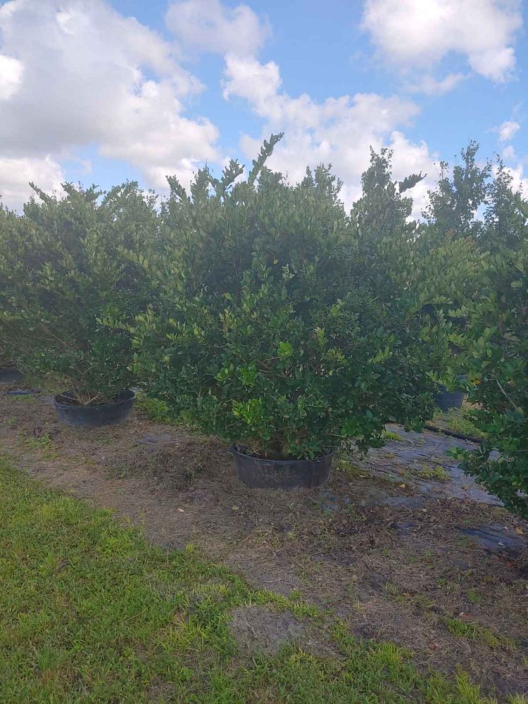 ligustrum-japonicum-japanese-privet-wax-leaf-ligustrum