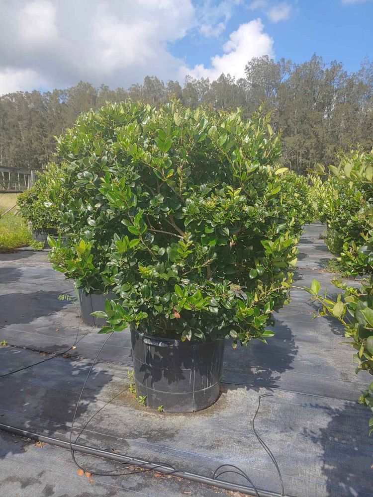 ligustrum-japonicum-japanese-privet-wax-leaf-ligustrum