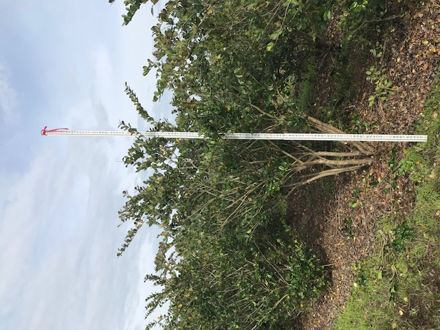 ligustrum-japonicum-japanese-privet-wax-leaf-ligustrum