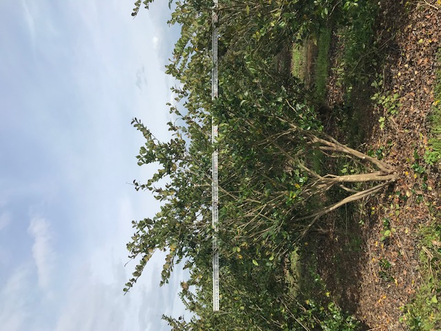 ligustrum-japonicum-japanese-privet-wax-leaf-ligustrum