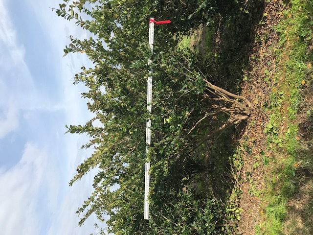 ligustrum-japonicum-japanese-privet-wax-leaf-ligustrum
