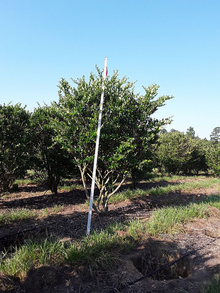 ligustrum-japonicum-japanese-privet-wax-leaf-ligustrum