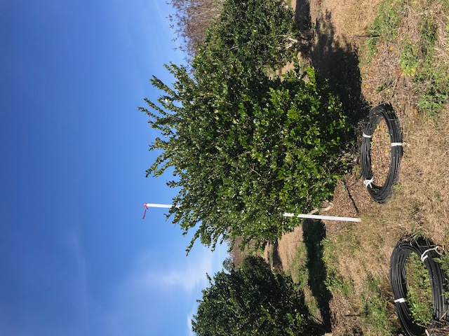 ligustrum-japonicum-japanese-privet-wax-leaf-ligustrum