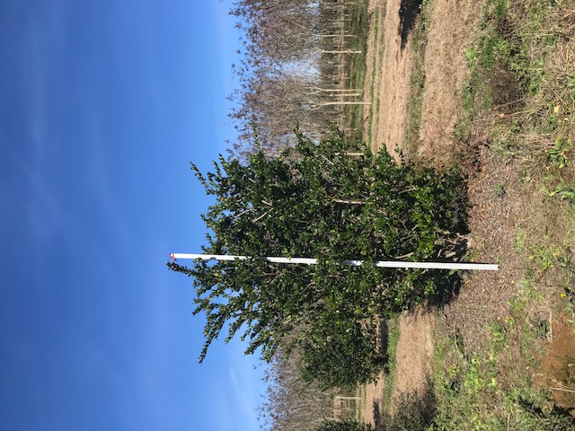 ligustrum-japonicum-japanese-privet-wax-leaf-ligustrum