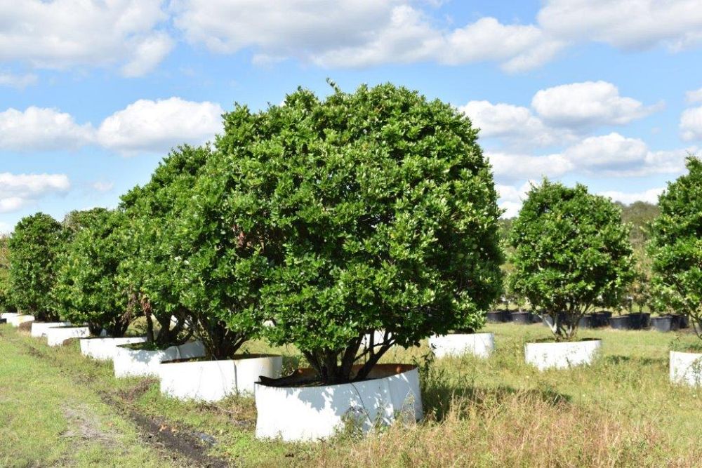 ligustrum-japonicum-japanese-privet-wax-leaf-ligustrum